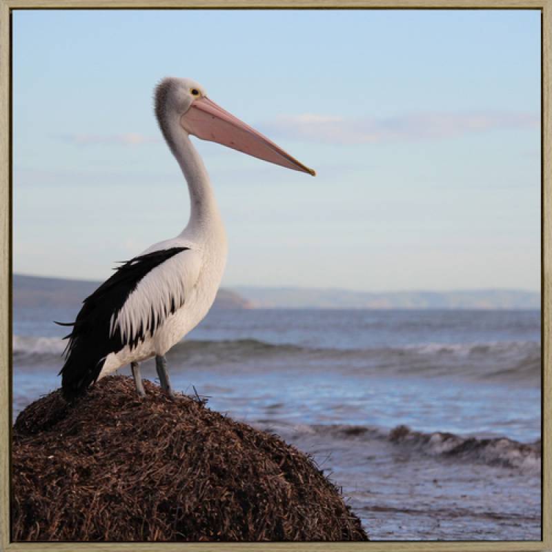 Wall Art - Pelican